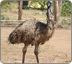 Emu Products