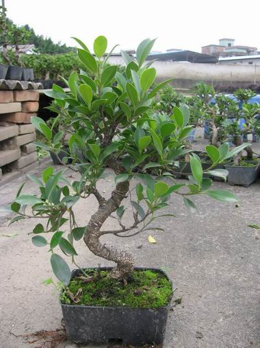 Ficus