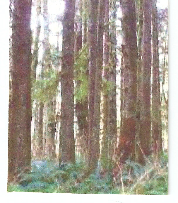 Fir, Alder, Red Cedar, Poles & Piling