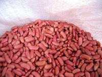 light red kidney bean