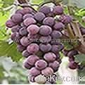 Grape seed extract