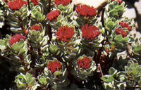 Rhodiola rosea Extract 3%Rosavins and 3% Rosavin