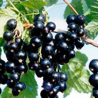 Blackcurrant Extract 5%-35% Anthocyanins concentrate powder