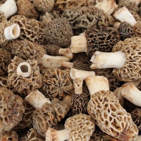 Morchella Conica (Black Morels)