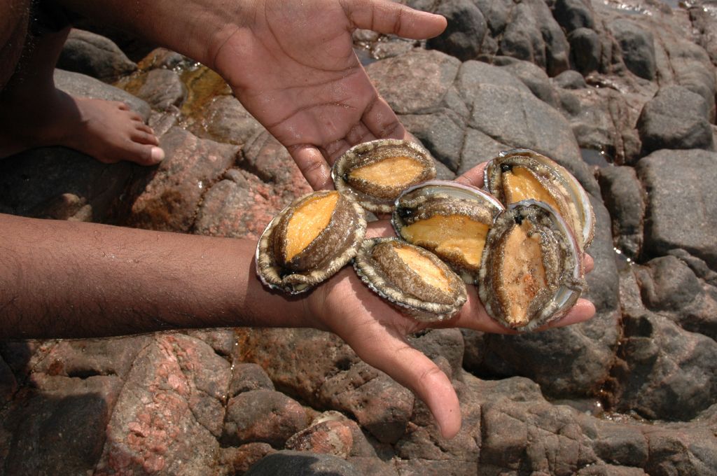 Abalone from Oman