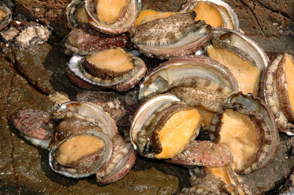 Abalone from Oman
