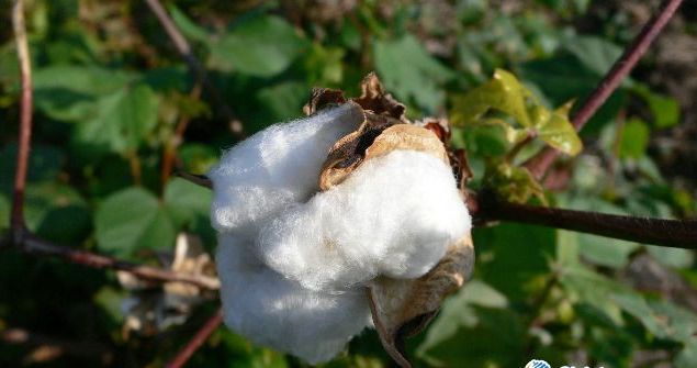 Organic cotton