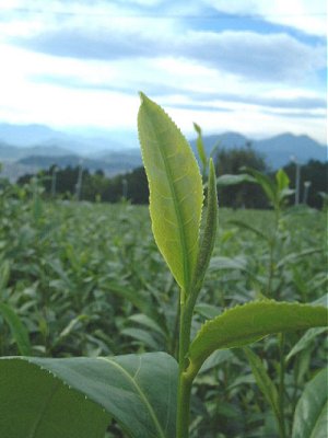 Green Tea, Tea, Ayurvedic Tea