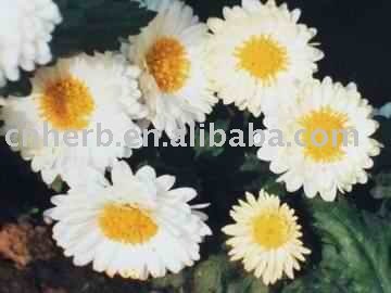 White Hangzhou chrysanthemum tea