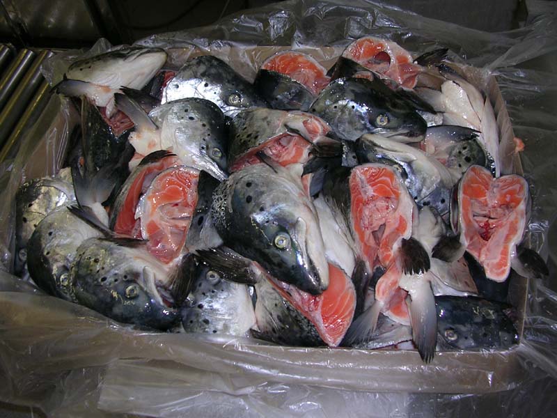 Salmon Heads 400g/+