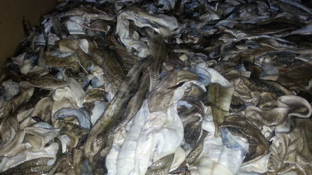 Frozen Atlantic Cod Fish Skins