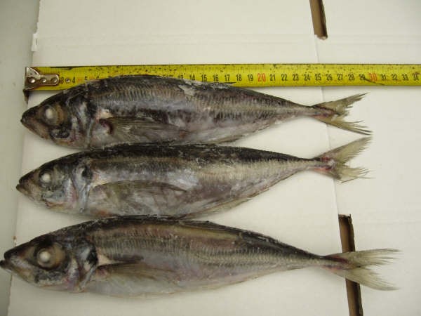 ATLANTIC HORSE MACKEREL