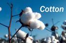 INDIAN RAW COTTON VARIETY SHANKAR 6 COTTON