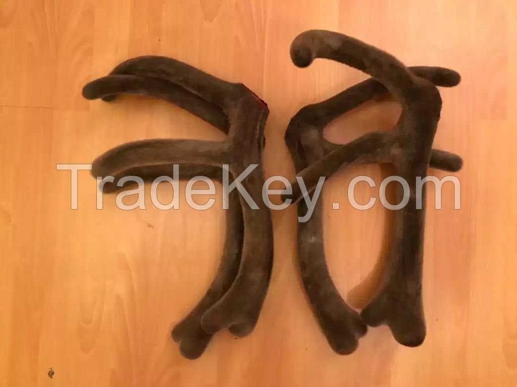 Deer Velvet Antlers and Horns, Mammoth tusks