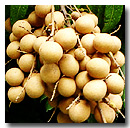 Export Fresh Longan