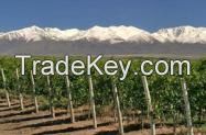 Consulting sell Land pre/mountain wet Argentina