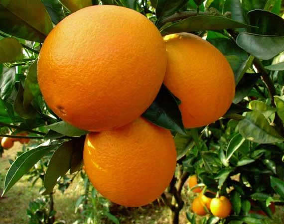 Navel orange