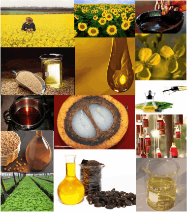 Crude Canola Oil