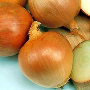 Good Quality of onions