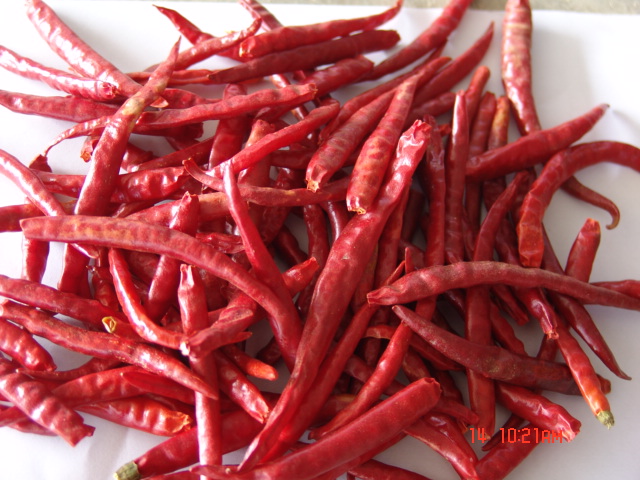 yunnan chilli stemless