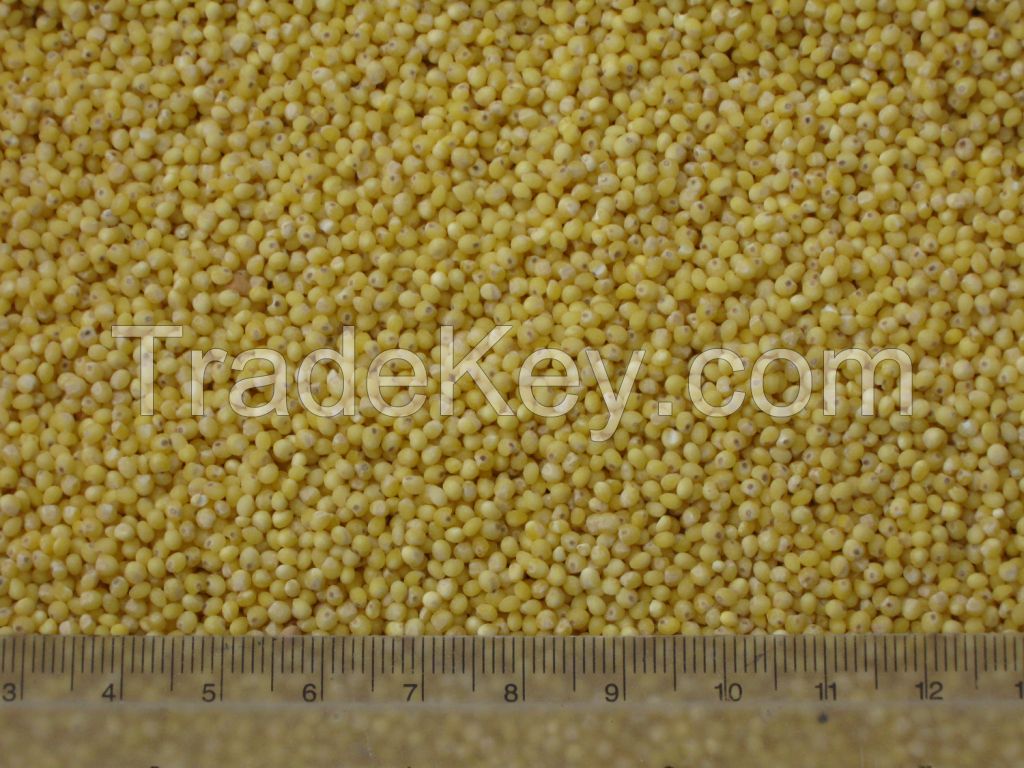 organic hulled millet