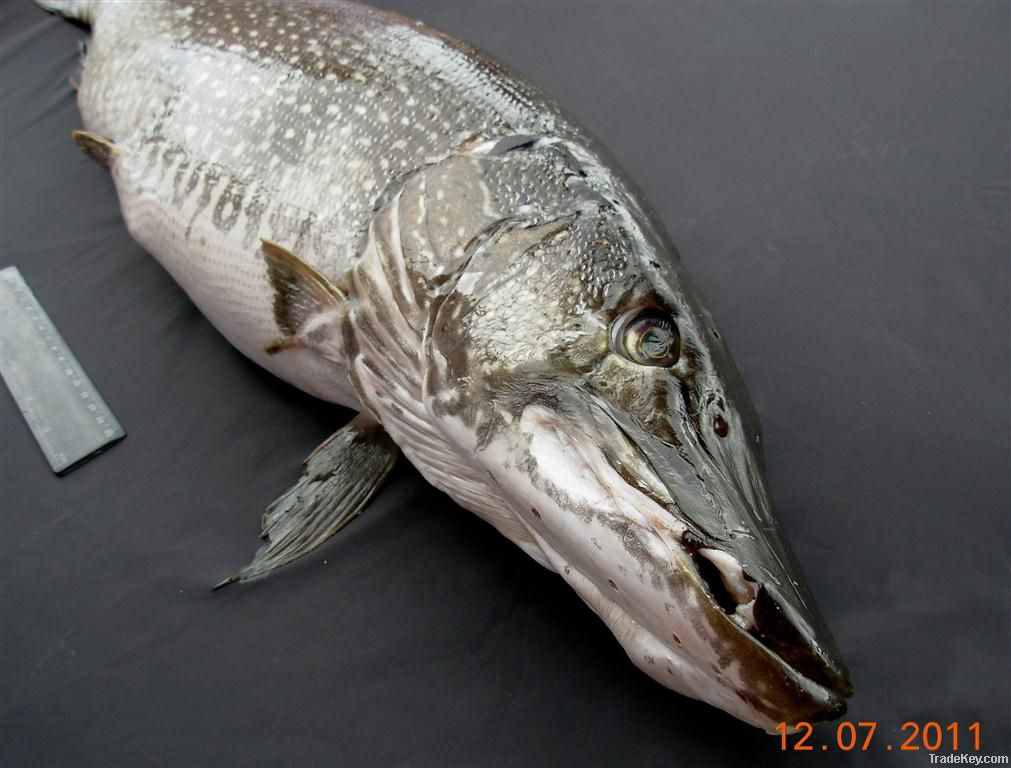 Siberian Pike esox lucius