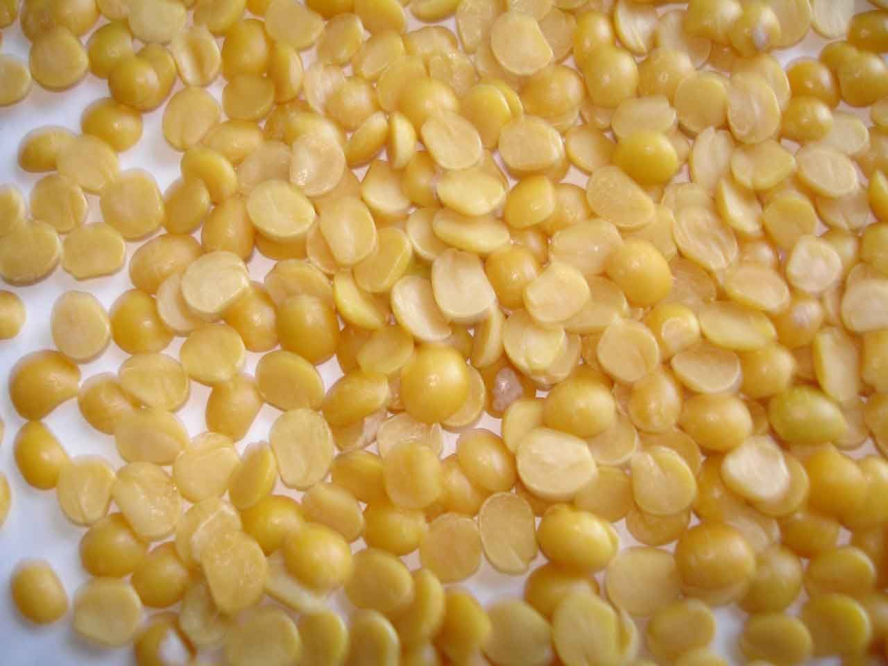 import yellow lentils,yellow lentils suppliers,yellow lentils exporters,yellow lentils manufacturers,yellow lentils traders,
