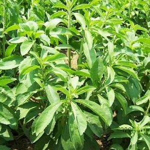 Stevia Extracts