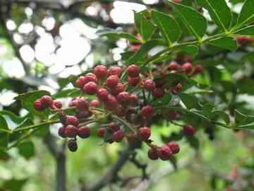 Sichuan Pepper(pricklyash peel)