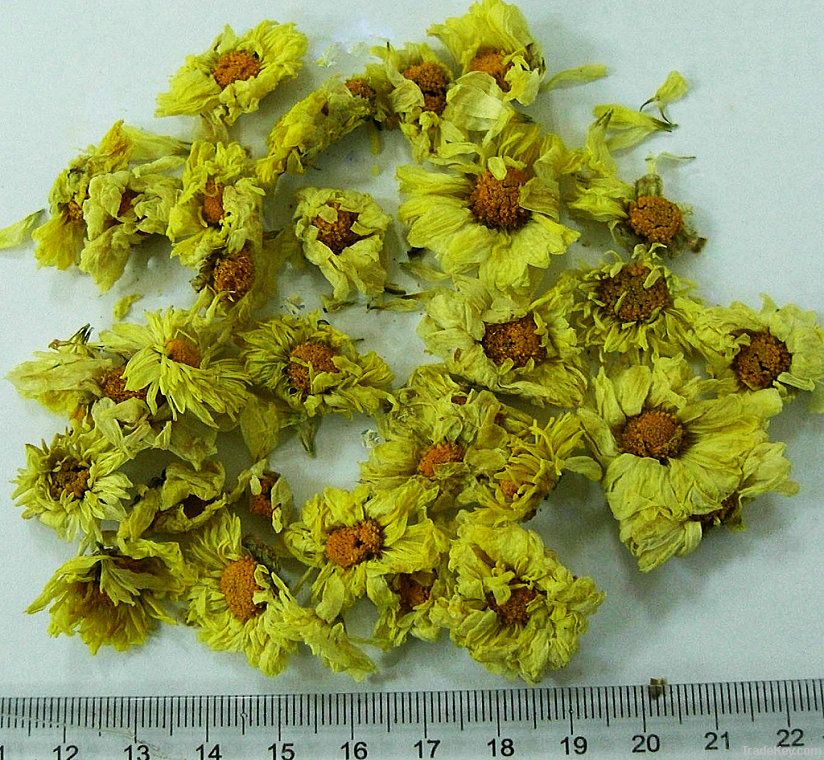 chrysanthmum morifolium of new crop