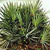 Saw Palmetto Extract Serenoa repens