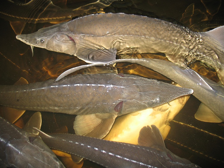 Sturgeon