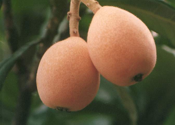 fresh loquat