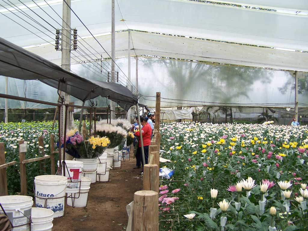 Wholesale Flowers