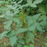 Soybean Extract (Soybean Isoflavone)