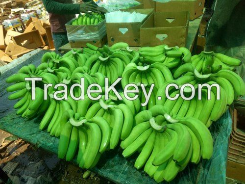 Premium Grade A Fresh and Green Cavendish Bananas