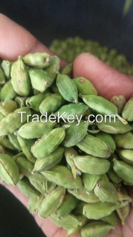 8mm+ high quality Green Cardamom 