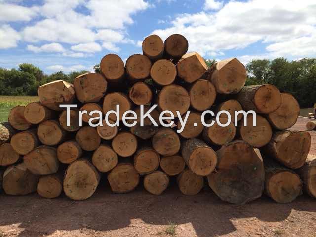 American RED OAK Logs for Engineered Flooring