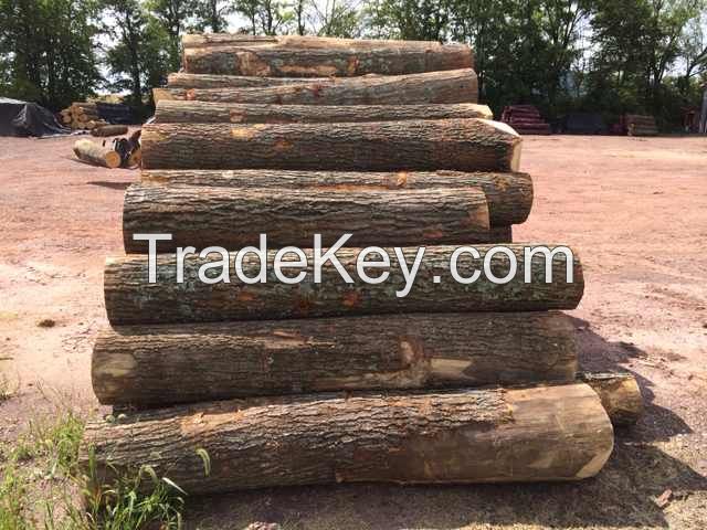 American RED OAK Logs for Engineered Flooring