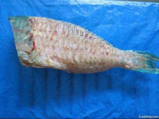 Frozen Parrotfish