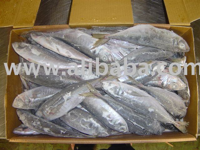 Horse Mackerel whole round