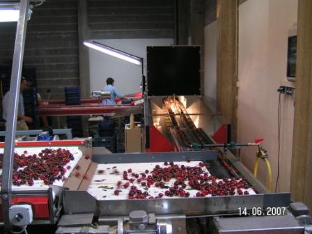 High Speed Cherry Packing Line