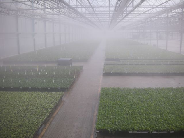 Greenhouse cooling and humidity control system