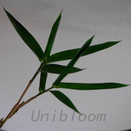 Preserved Bamboo