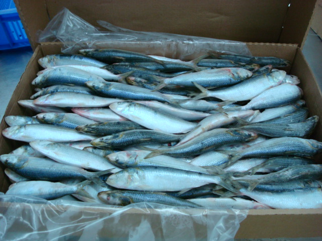 frozen w/r sardine orgin from yemen