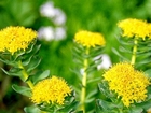 Rhodiola rosea extract  (plant extract)