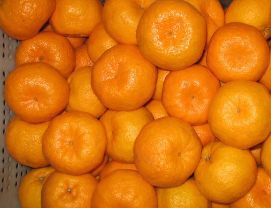 Mandarin Orange/Yongchun Lukan