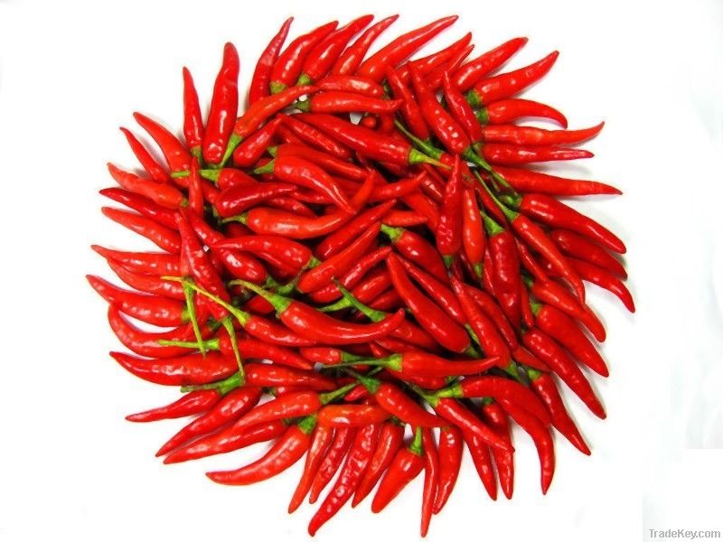 Red Chilli