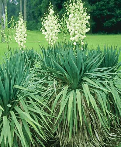 Quality Yucca