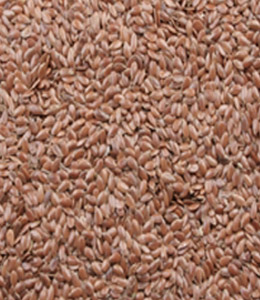 Sell Flax Seed, GMO Free, Linum Usitatissimum L. origin